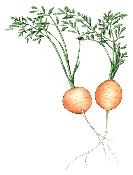 carrots - Illustration by Helen Krayenhoff