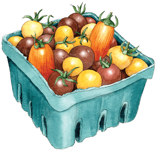 cherry tomato basket - Illustration by Helen Krayenhoff