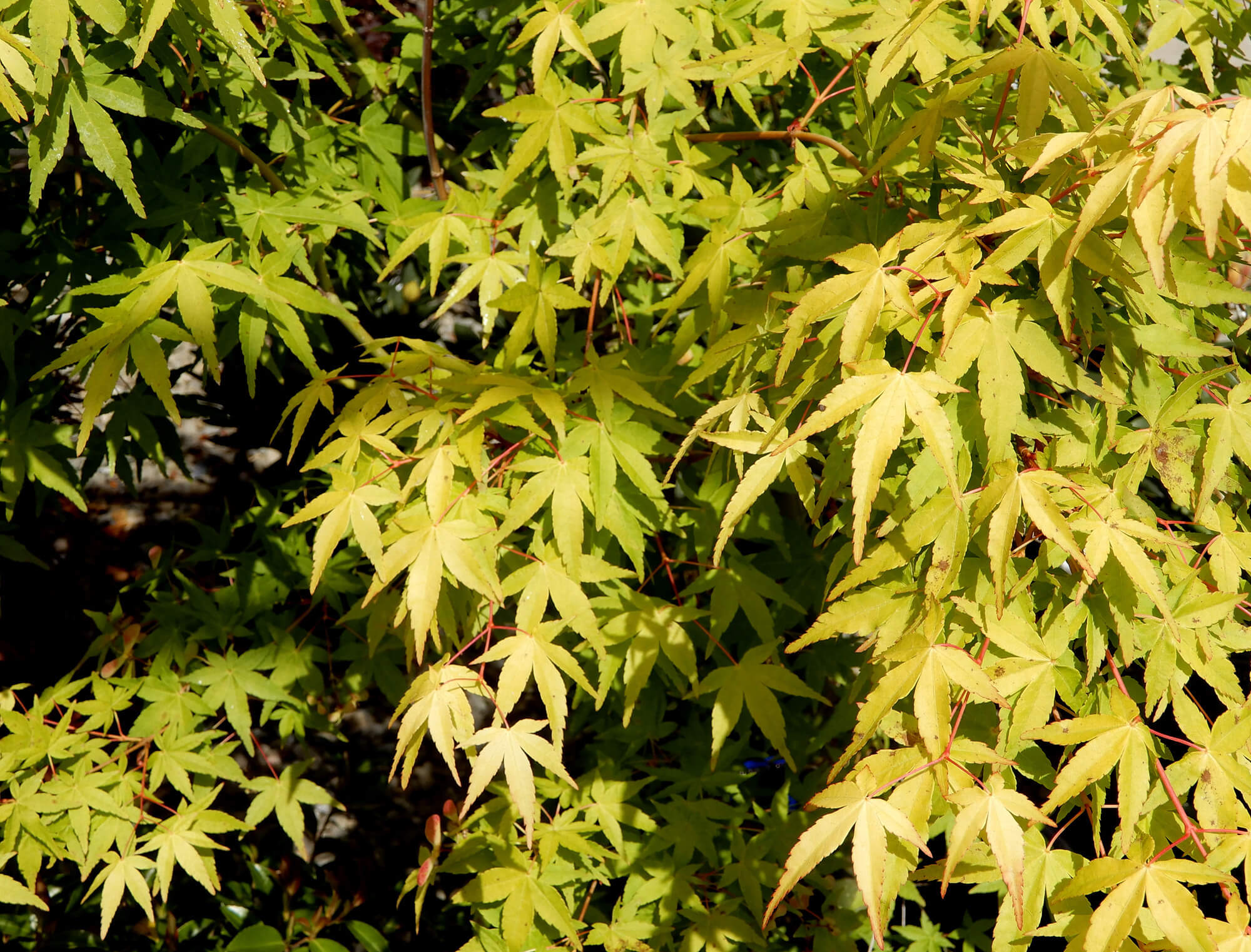 Acer palmatum ‘Ueno yama’ - Photo by Helen Krayenhoff
