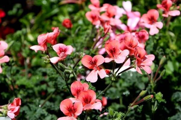 common geraniums - Photo by Helen Krayenhoff