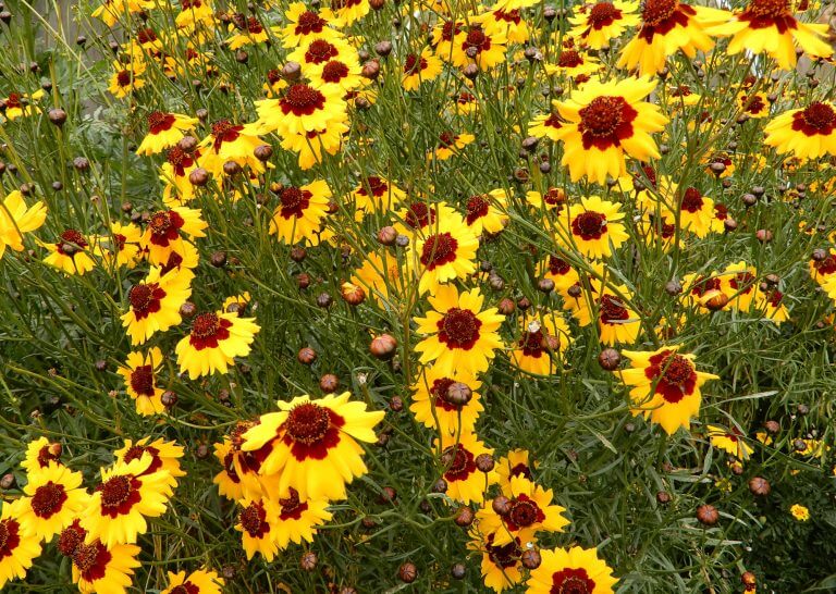 coreopsis tinctoria - Photo by Helen Krayenhoff - Berkeley