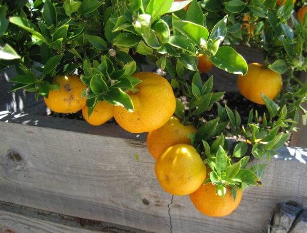 mandarin citrus - Photo by Helen Krayenhoff