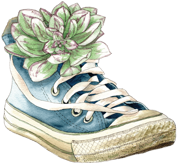 runner succulent - Illustration by Helen Krayenhoff