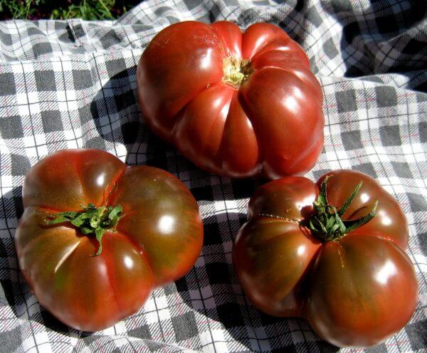 tomatoes - Photo by Helen Krayenhoff