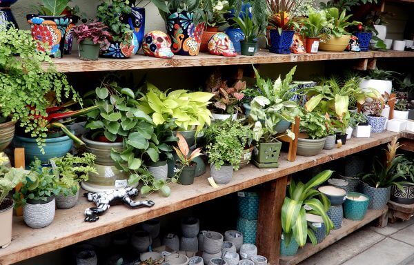 plants pottery - Photo by Helen Krayenhoff