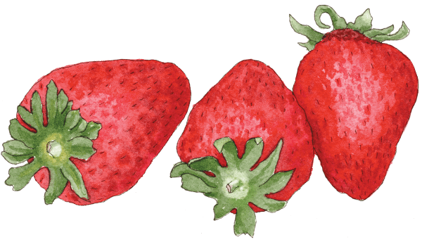 strawberries - Illustration by Helen Krayenhoff