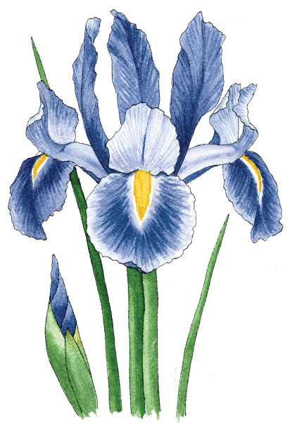 Dutch Iris - Illustration by Helen Krayenhoff