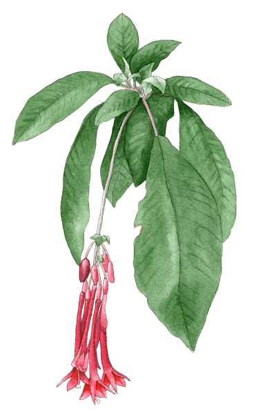 Fuchsia boliviana alba - Illustration by Helen Krayenhoff