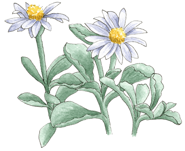 Lessingia filaginifolia - Illustration by Helen Krayenhoff