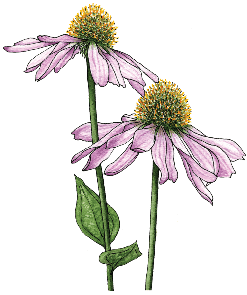 echinacea - Illustration by Helen Krayenhoff