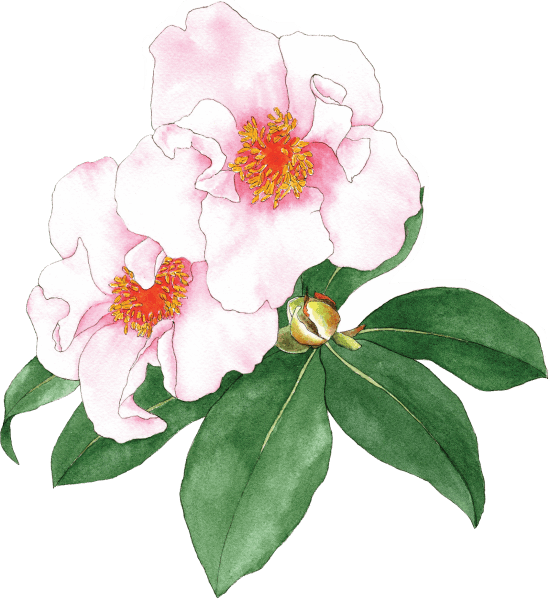 Camellia reticulata - Illustration by Helen Krayenhoff