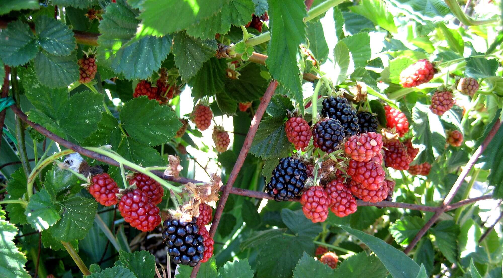 blackberries - photo by Helen Krayenhoff