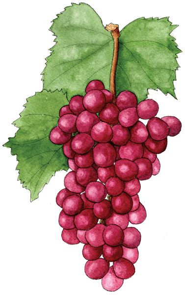 grapes - illustration by Helen Krayenhoff