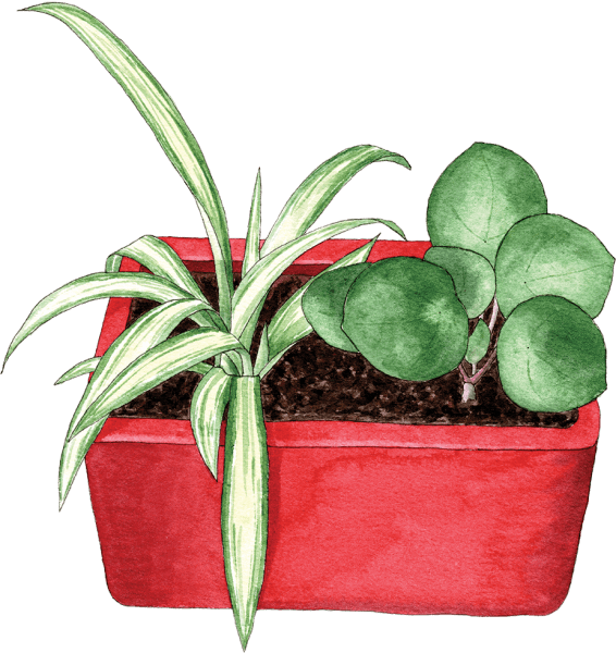 houseplants in red pot - Illustration by Helen Krayenhoff