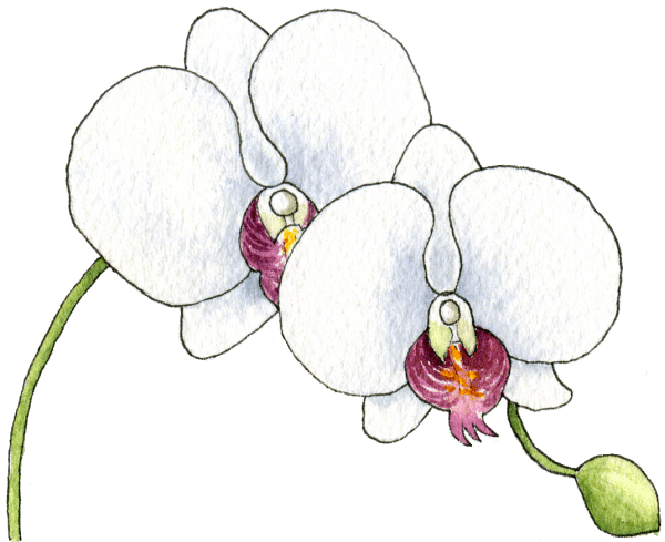 phalaenopsis - illustration by Helen Krayenhoff
