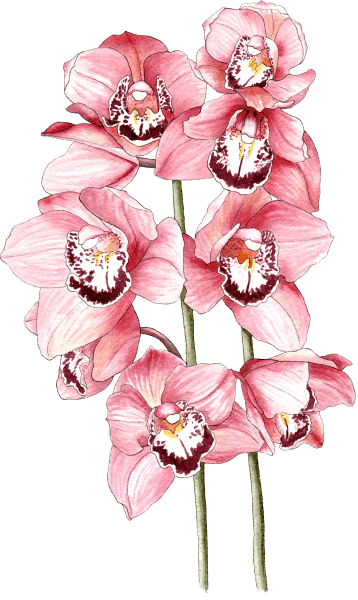 Cymbidium pink - Illustration by Helen Krayenhoff