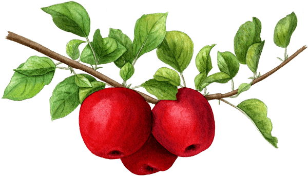apples - illustration by Helen Krayenhoff