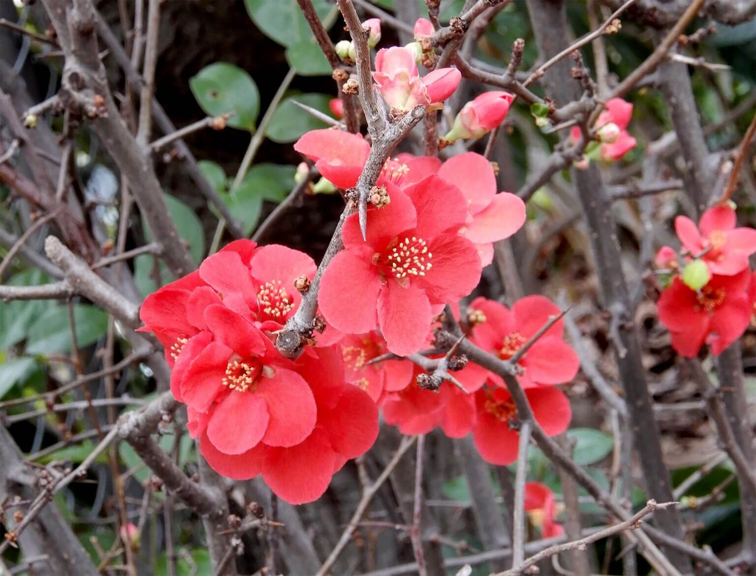 chaenomeles-japonica-berkeley-horticultural-nursery-berkeley