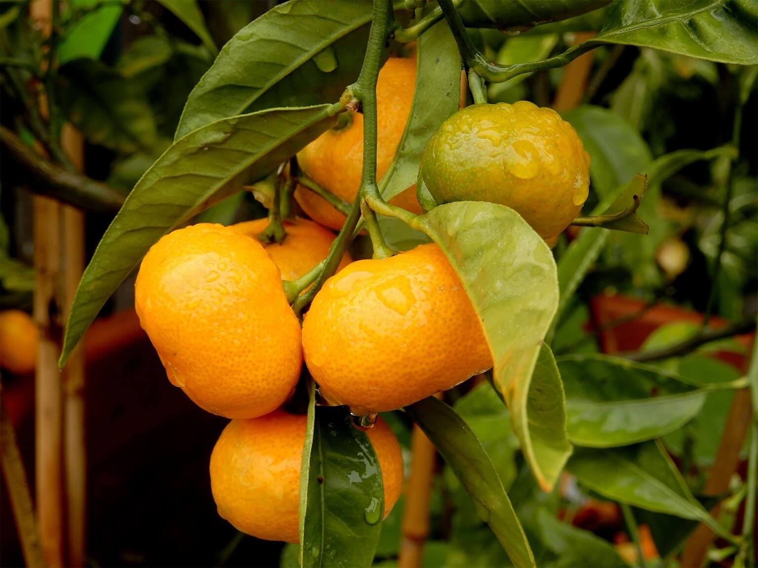 citrus-Mandarin - Berkeley Horticultural Nursery Berkeley Horticultural ...