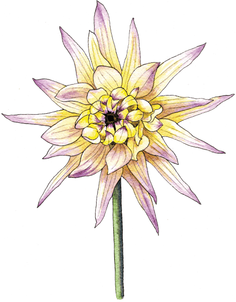 dahlia - illustration by Helen Krayenhoff