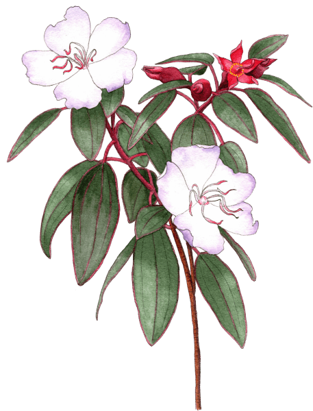 Tibouchina organensis - Illustrated by Helen Krayenhoff