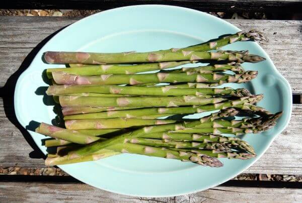 asparagus - photo by Helen Krayenhoff