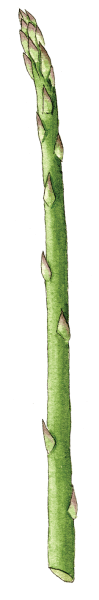 asparagus - Illustration by Helen Krayenhoff
