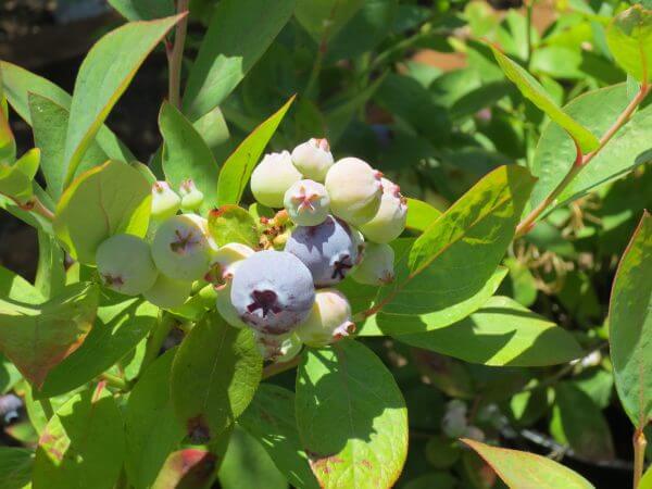 blueberry - photo by Helen Krayenhoff