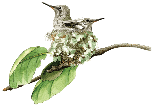 hummingbird babies - Illustration by Helen Krayenhoff