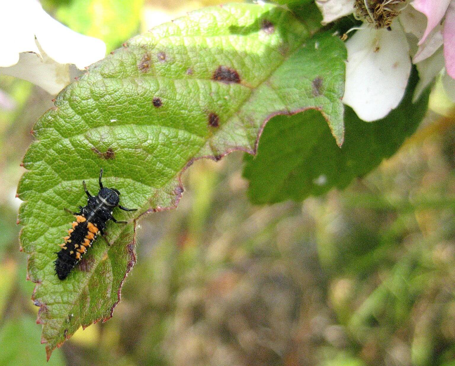 ladybug-larvae-berkeley-horticultural-nursery-berkeley-horticultural