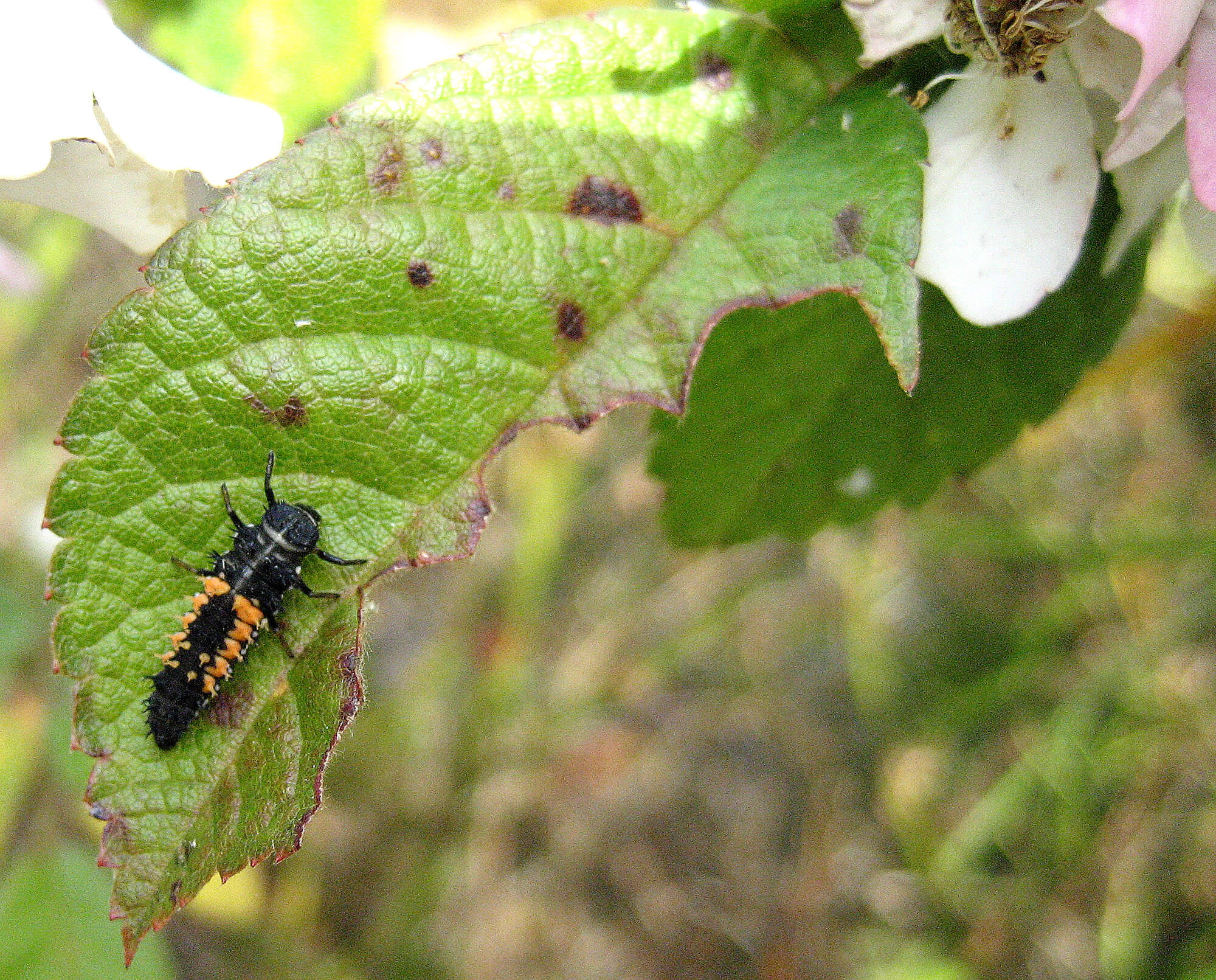 ladybug larvae - photo by Helen Krayenhoff
