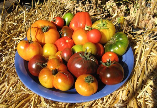 plate of tomatoes - photo by Helen Krayenhoff