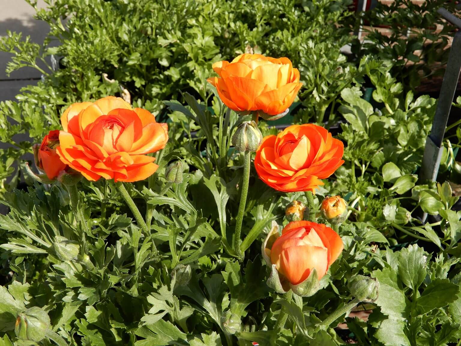 buttercup flower buttercup flower