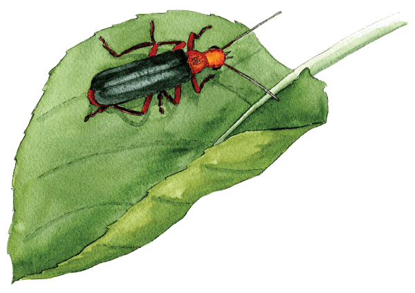 soldier beetle - Illustration by Helen Krayenhoff