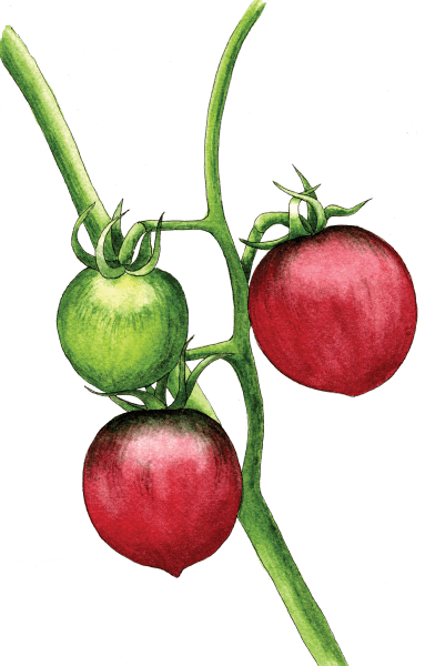 Tomatoes-on-stem - Illustration by Helen Krayenhoff