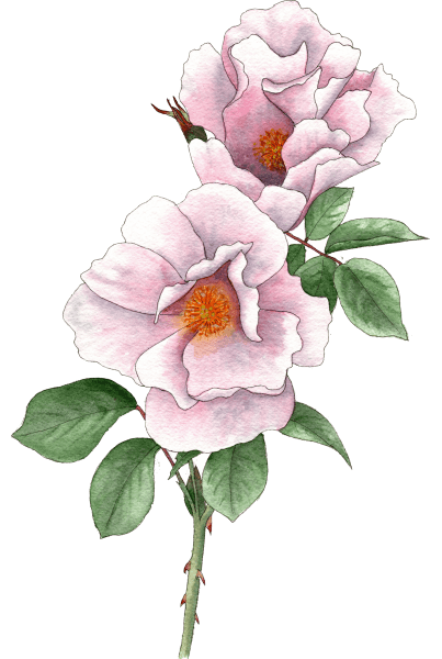 rose light pink - illustration by Helen Krayenhoff