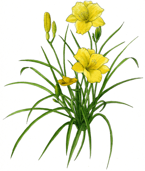 daylily - Illustrated by Helen Krayenhoff