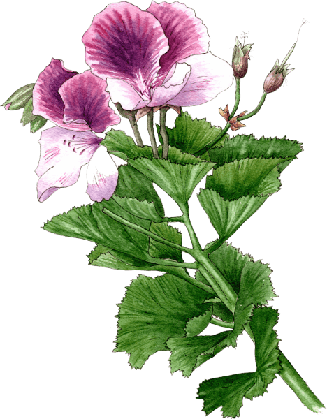 pelargonium - Illustration by Helen Krayenhoff