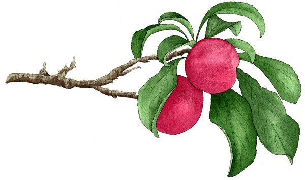 plums on branch - Illustration by Helen Krayenhoff
