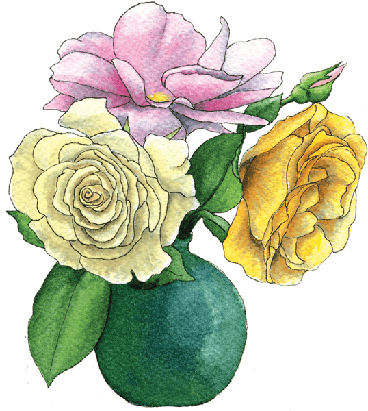 roses in vase - Illustration by Helen Krayenhoff