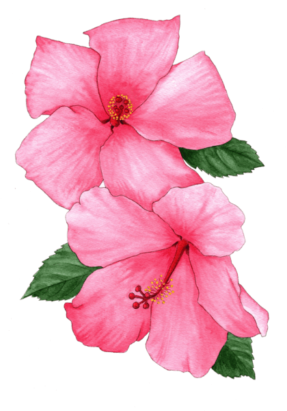 Hibiscus - Illustrated by Helen Krayenhoff
