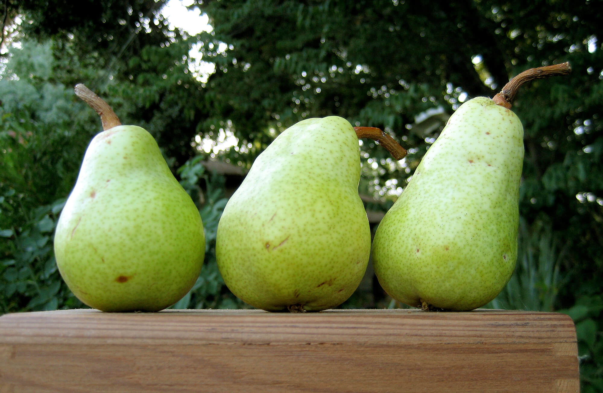 Pears - Photo by Helen Krayenhoff