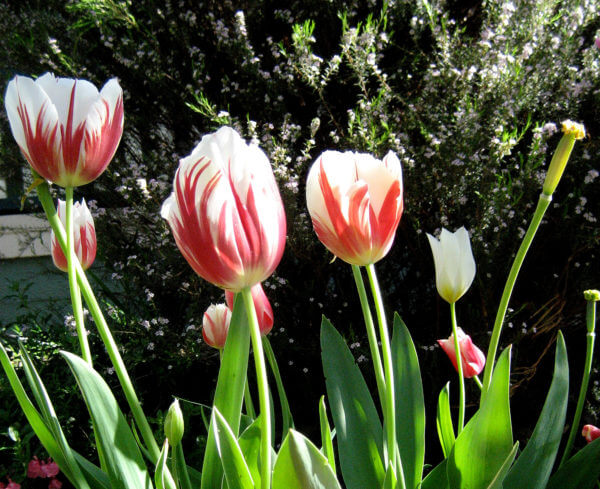 Tulips - Photo by Helen Krayenhoff