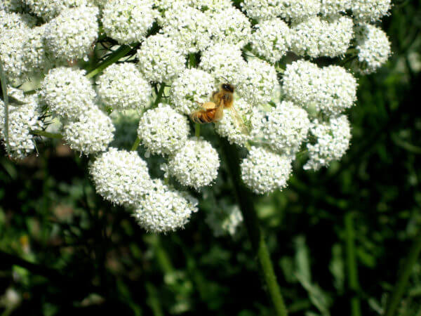 honey bee - Photo by Helen Krayenhoff