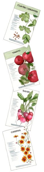 seed-packets - Illustration by Helen Krayenhoff