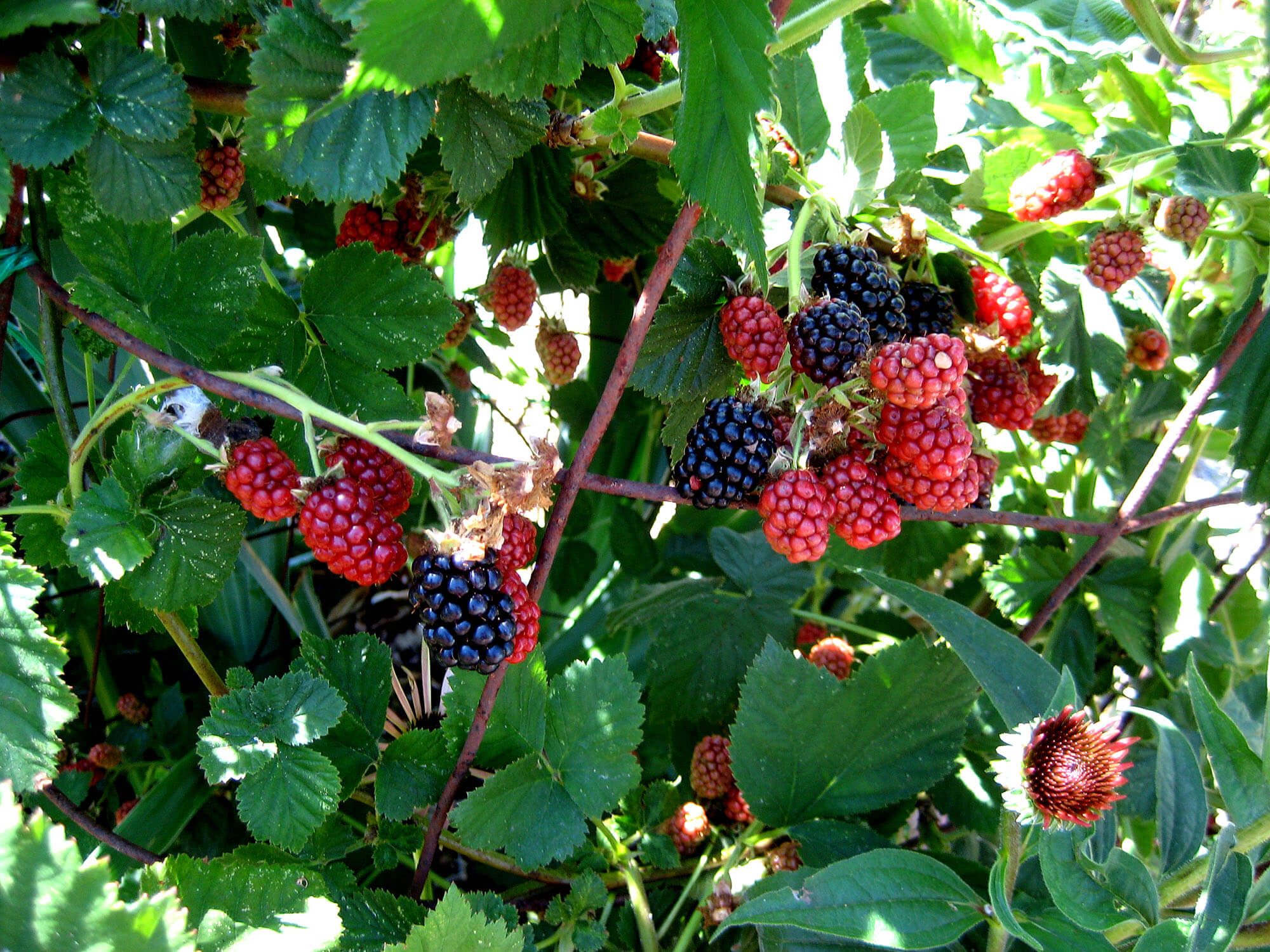 berries - Photo by Helen Krayenhoff