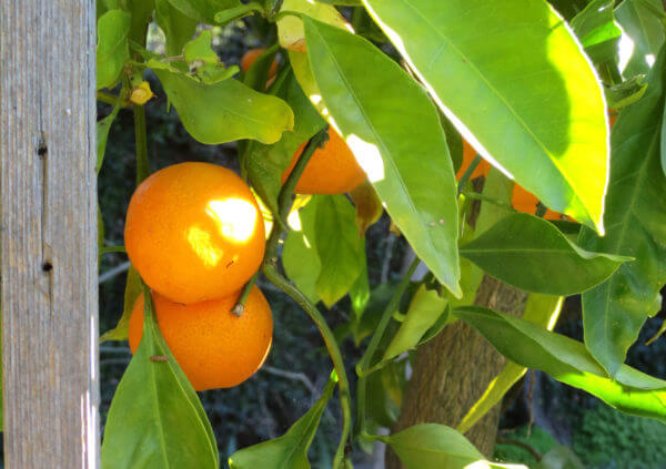 oranges - Photo by Helen Krayenhoff