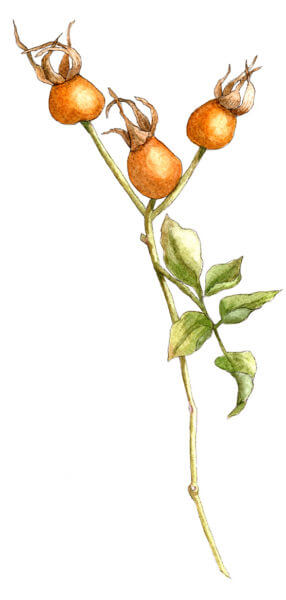 rose hips on branch - Illustration by Helen Krayenhoff