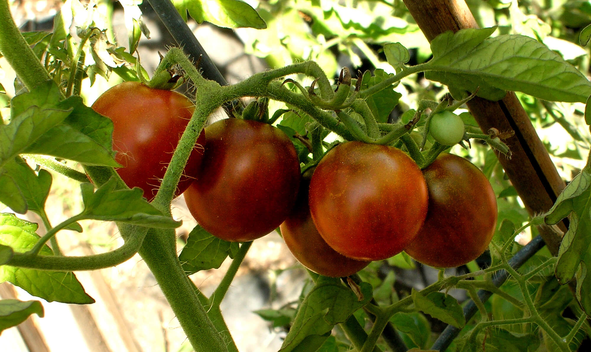 black cherry tomato - Photo by Helen Krayenhoff