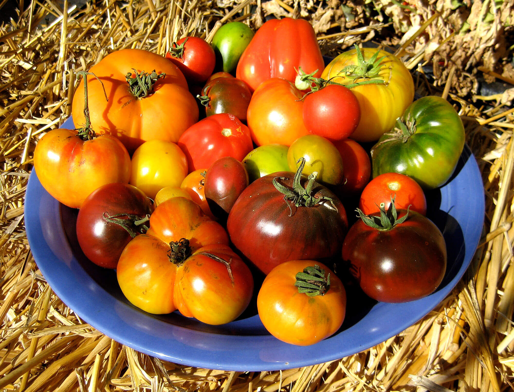 Home Grown tomatoes - Photo by Helen Krayenhoff